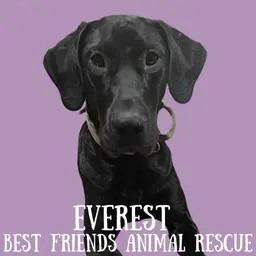 Enlarge Everest, a Adoptable Great Dane in Wasilla, AK image 2/3