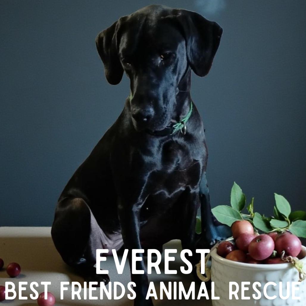 Everest, a Adoptable Great Dane in Wasilla, AK image 3/4