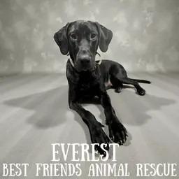 Enlarge Everest, a Adoptable Great Dane in Wasilla, AK image 3/3