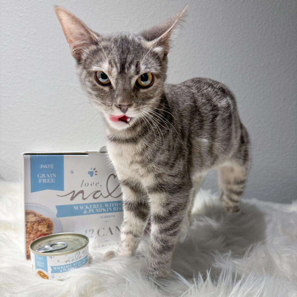 Enlarge Bunny, a Adoptable Domestic Short Hair in Costa Mesa, CA image 1/6