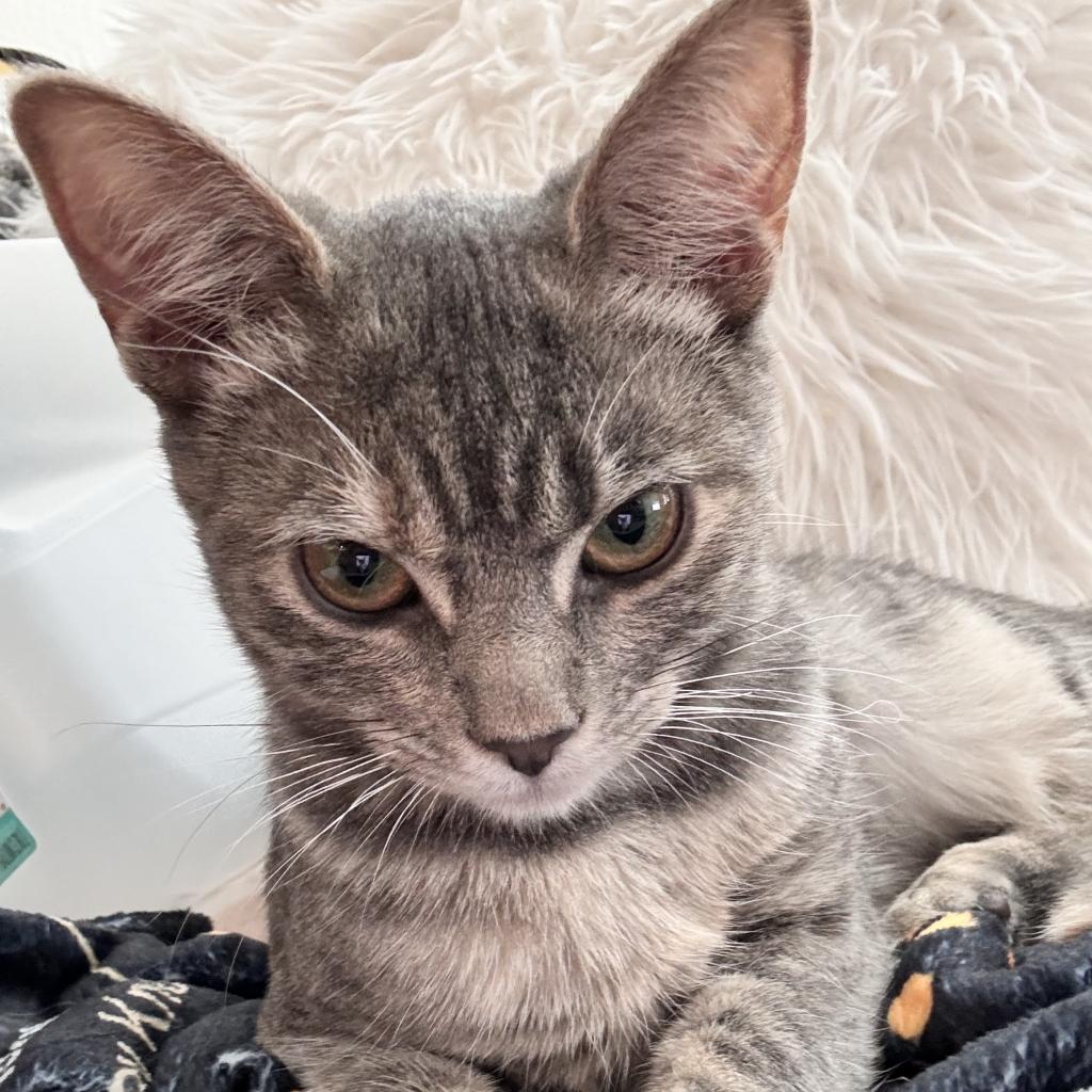 Enlarge Bunny, a Adoptable Domestic Short Hair in Costa Mesa, CA image 2/6