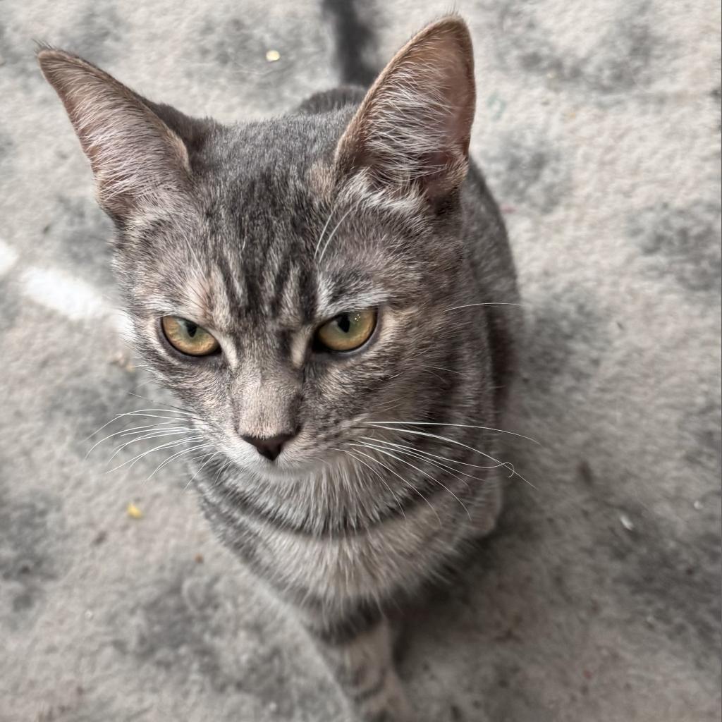 Enlarge Bunny, a Adoptable Domestic Short Hair in Costa Mesa, CA image 4/6