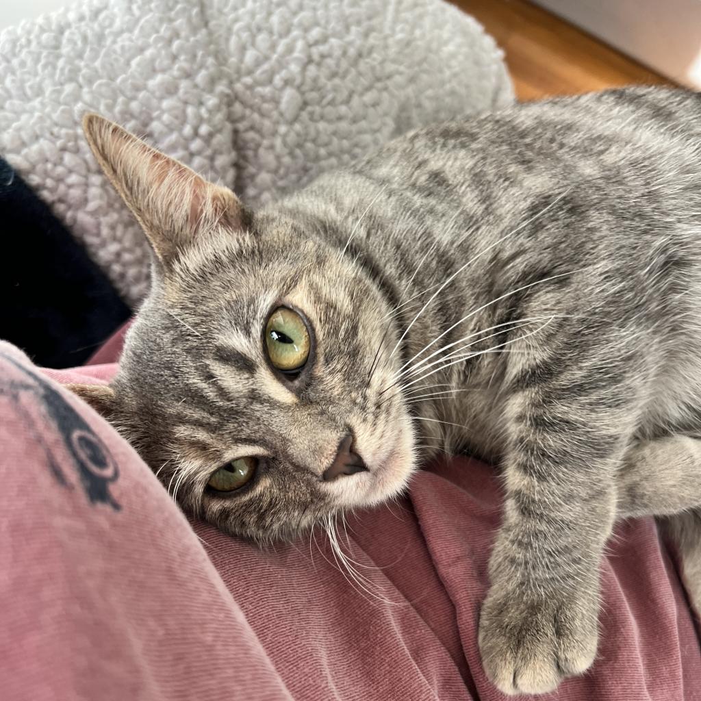 Enlarge Bunny, a Adoptable Domestic Short Hair in Costa Mesa, CA image 5/6