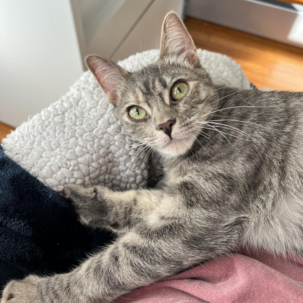 Enlarge Bunny, a Adoptable Domestic Short Hair in Costa Mesa, CA image 6/6