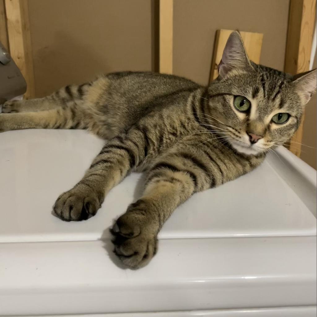 Enlarge Gracie, a Adoptable Domestic Short Hair in Lynchburg, VA image 1/1