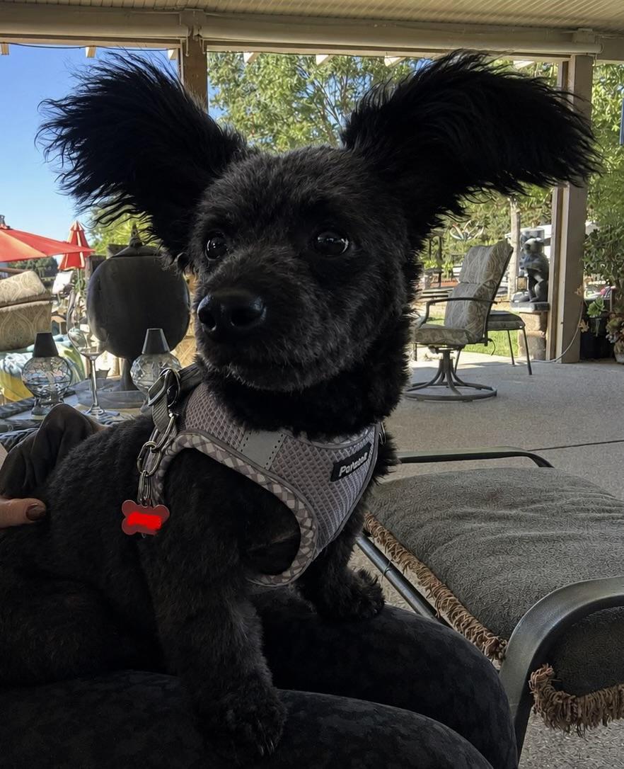 Petunia, an adopted mixed breed in Lodi, CA image 2/2