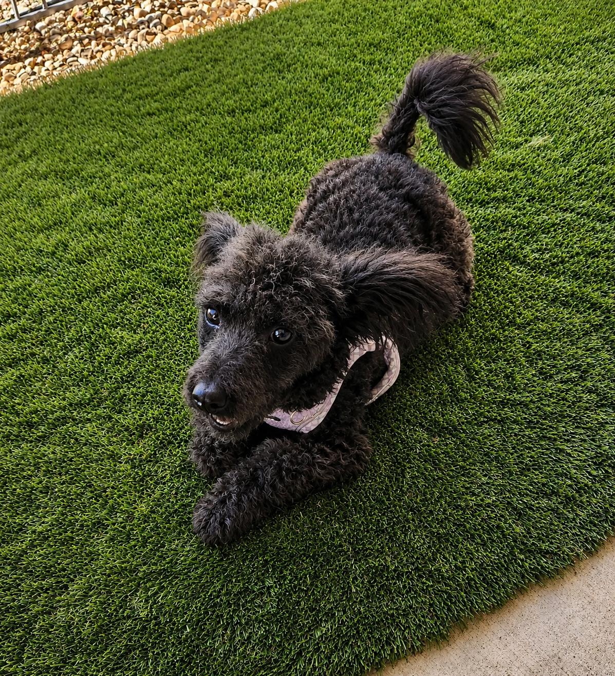 Petunia, adopted, Young Female Miniature Poodle.