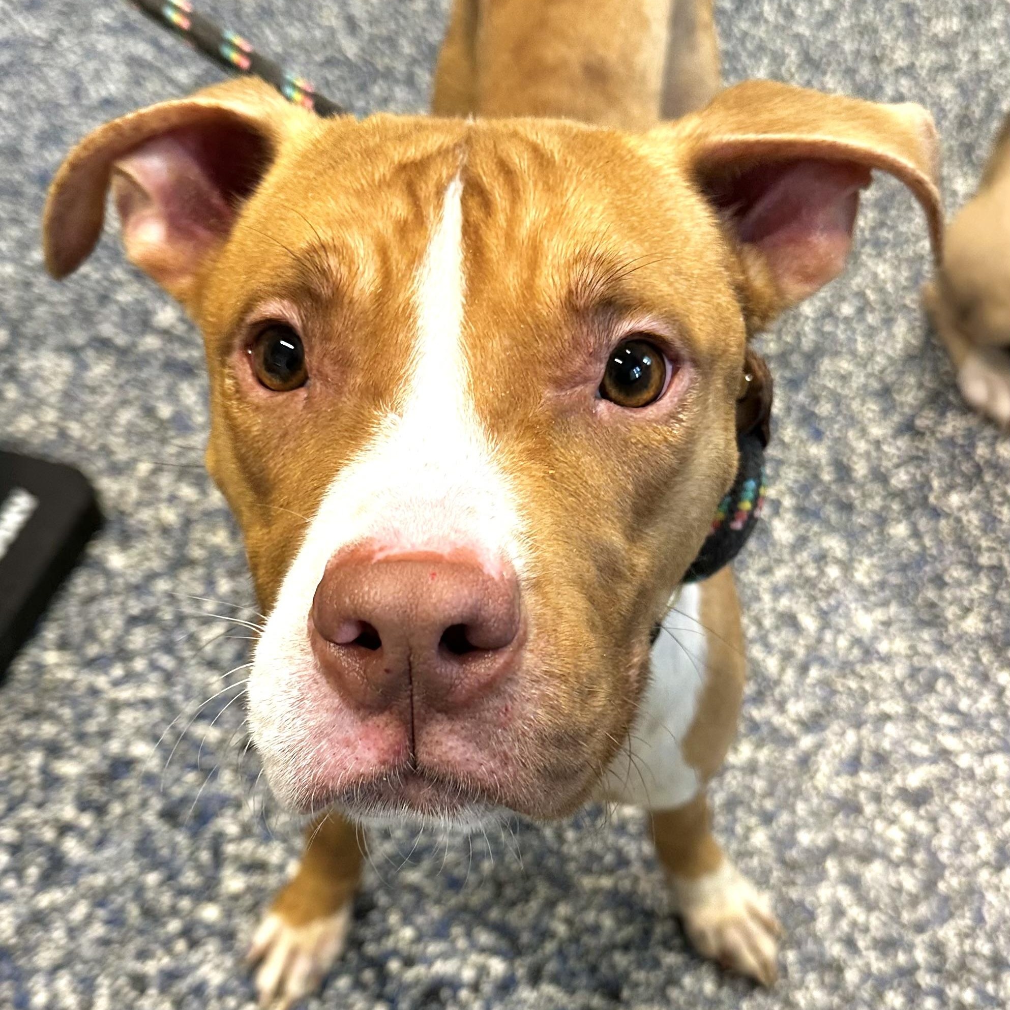 Enlarge Mercury , an adopted Pit Bull Terrier in Jackson, NJ image 1/1