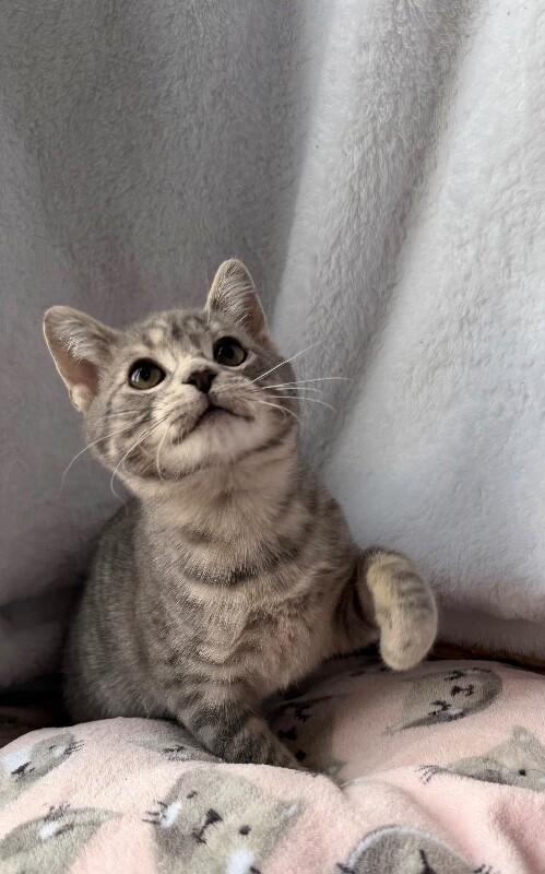 Enlarge Acorn, a Adoptable Domestic Short Hair in Georgetown, OH image 1/1