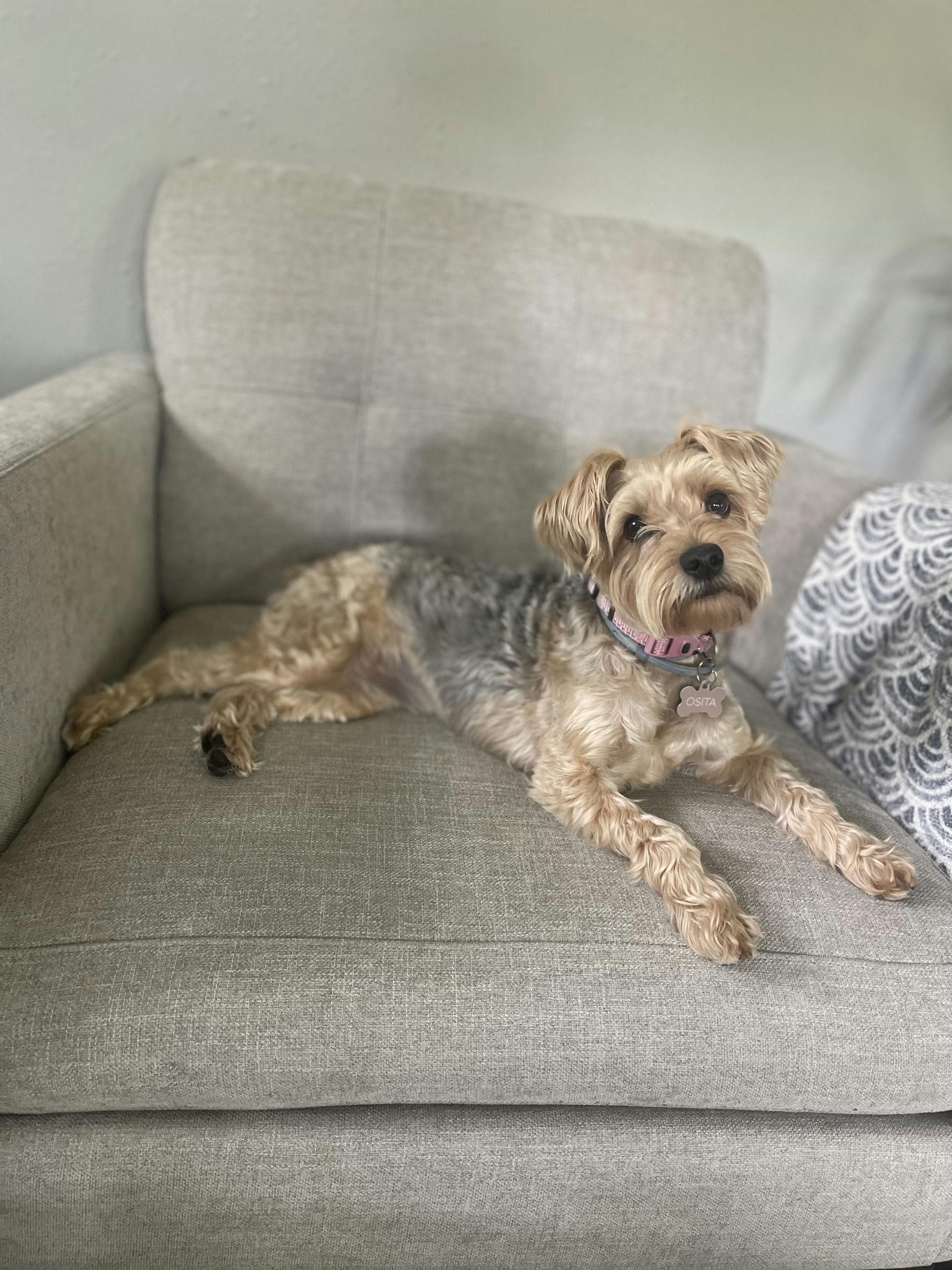 Osita, an adoptable mixed breed in Houston, TX image 6/6