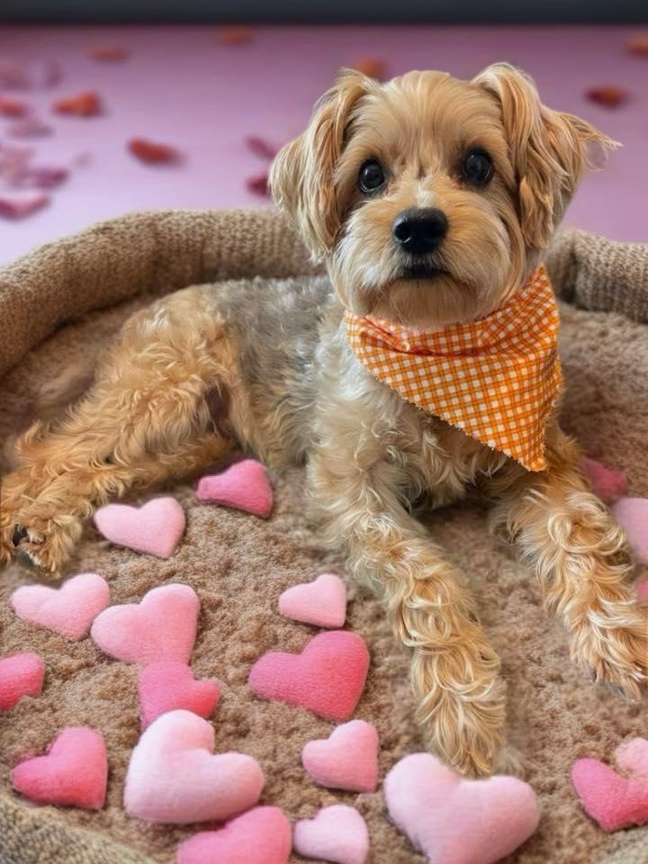 Osita, an adoptable mixed breed in Houston, TX image 1/6