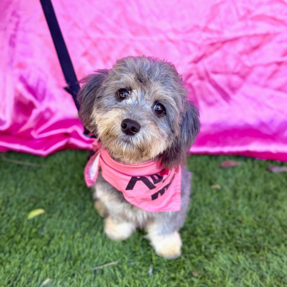 Enlarge EVIE, an adopted mixed breed in Rowland Heights, CA image 4/6