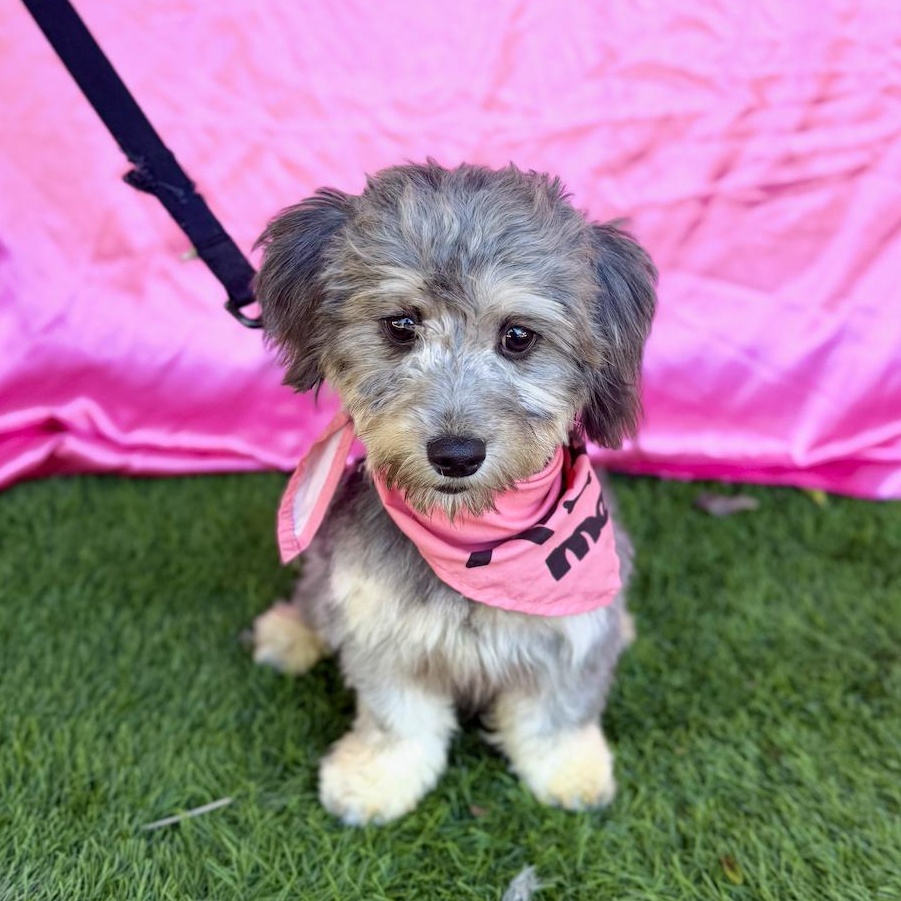 Enlarge EVIE, an adopted mixed breed in Rowland Heights, CA image 2/6