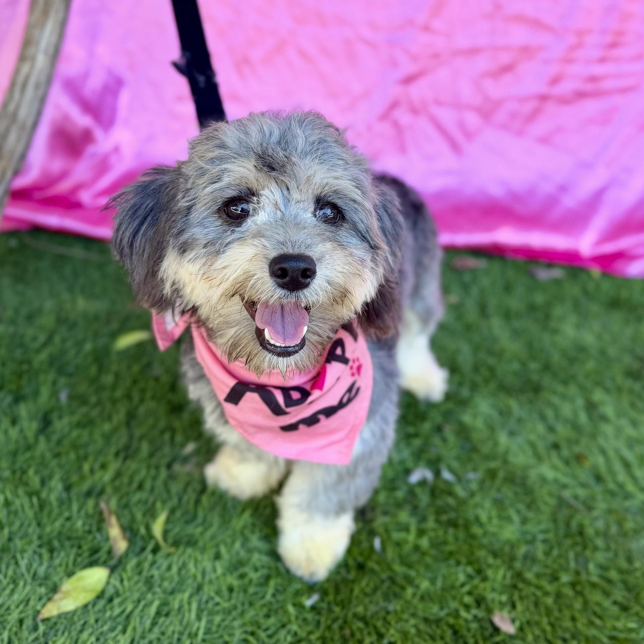 Enlarge EVIE, an adopted mixed breed in Rowland Heights, CA image 3/6