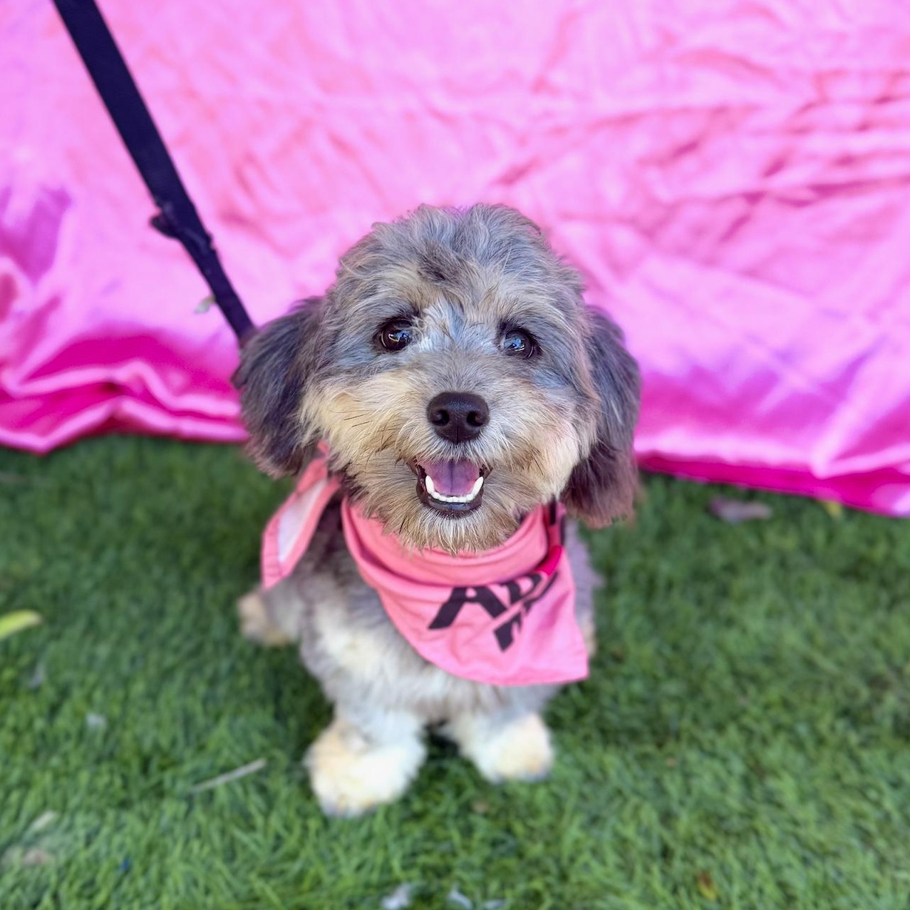 Enlarge EVIE, an adopted mixed breed in Rowland Heights, CA image 6/6