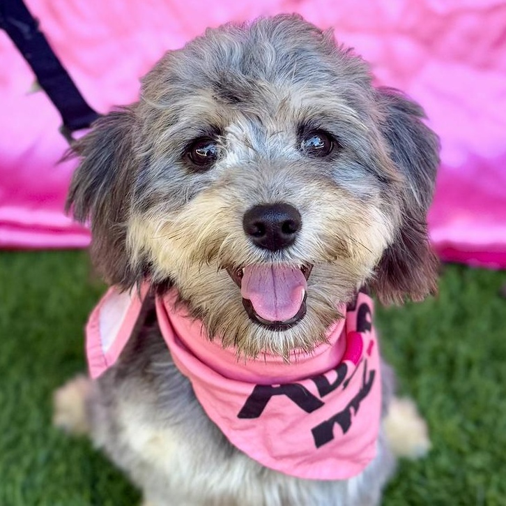 Enlarge EVIE, an adopted mixed breed in Rowland Heights, CA image 1/6