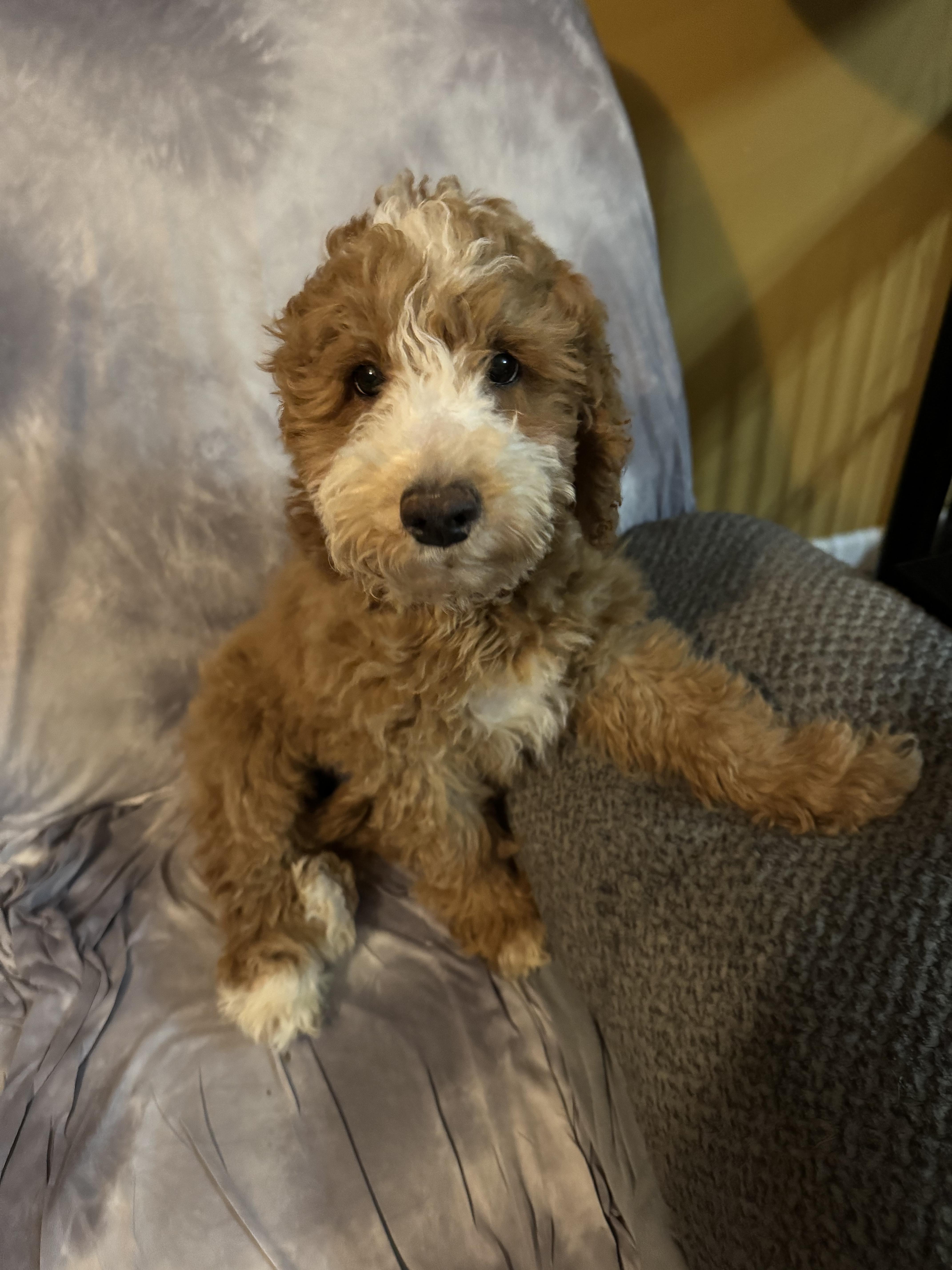 Enlarge Max, a Adopted mixed breed in Florissant, MO image 3/3