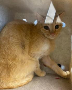 Spicy Curl- barn Cat, Adoptable, Adult Male Domestic Short Hair & Domestic Short Hair.