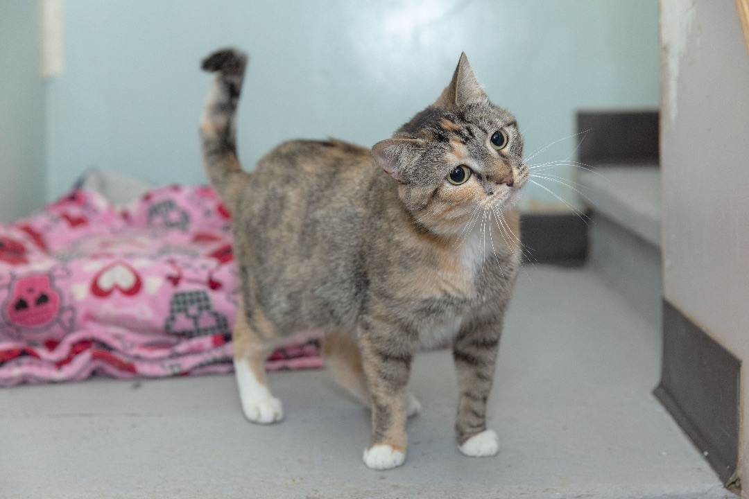 Enlarge Kelly, a Adoptable Domestic Short Hair in Chicago, IL image 1/4