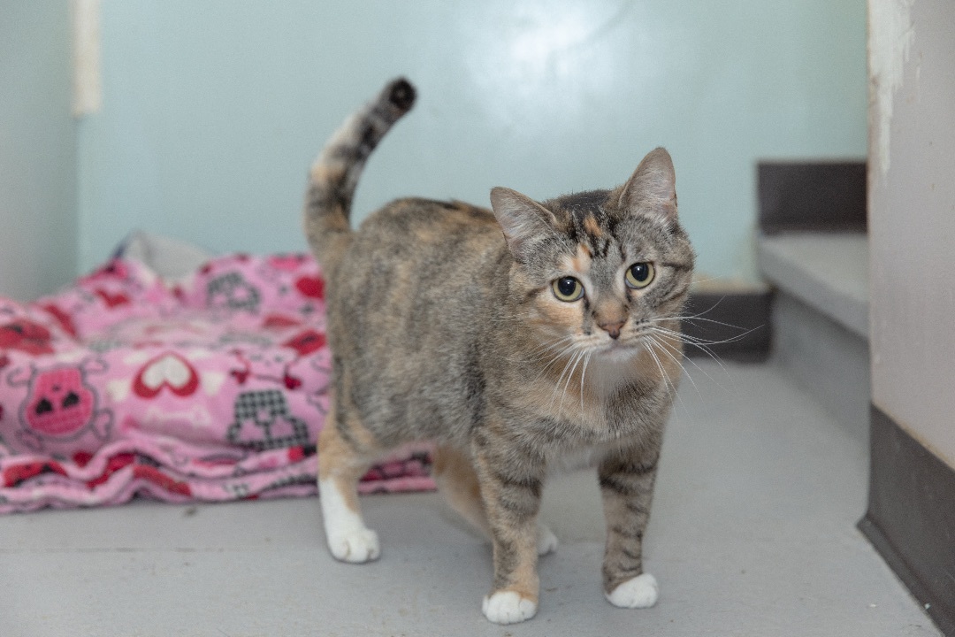 Enlarge Kelly, a Adoptable Domestic Short Hair in Chicago, IL image 2/4