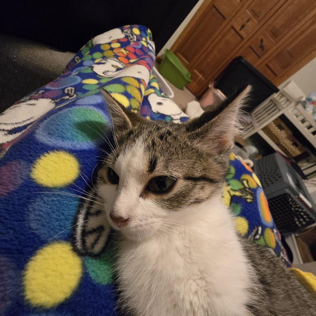 Enlarge Janina, a Adoptable Domestic Short Hair in Chaska, MN image 1/4