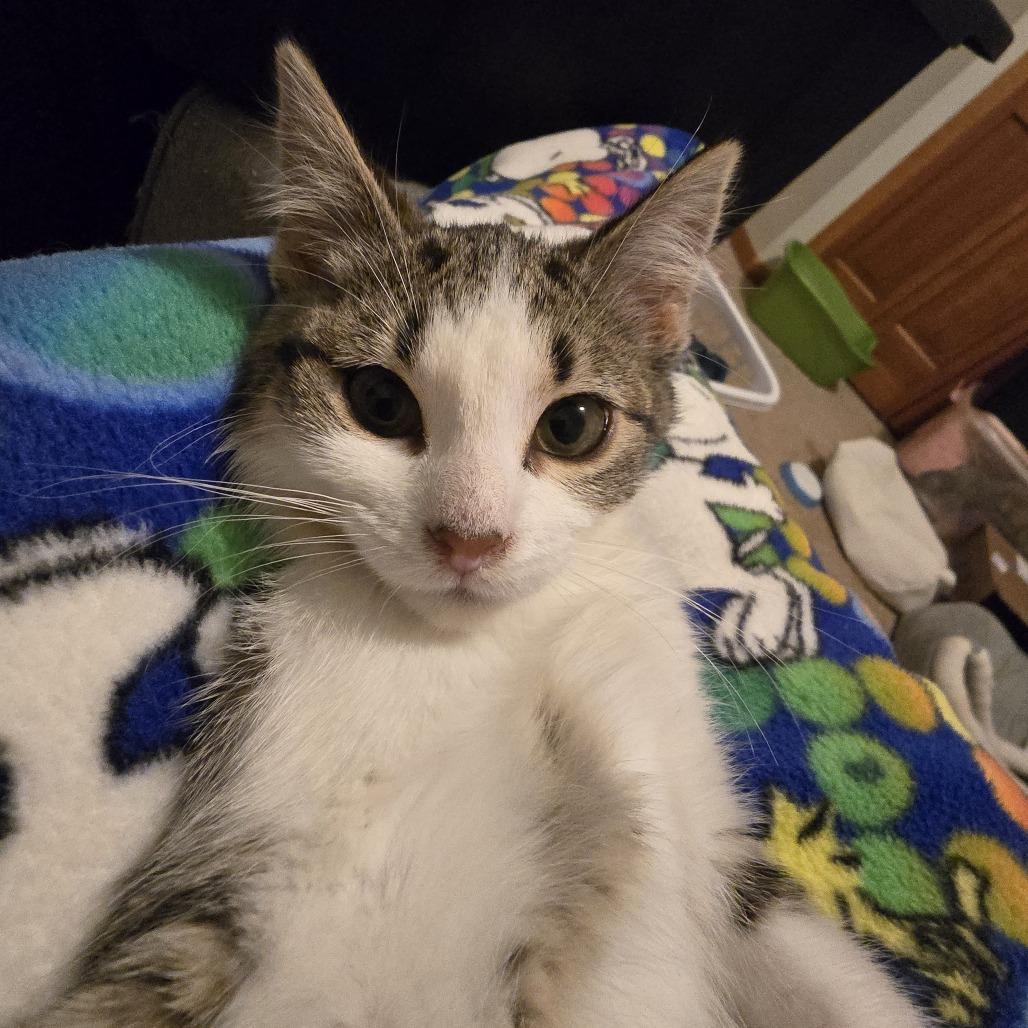 Enlarge Janina, a Adoptable Domestic Short Hair in Chaska, MN image 2/4