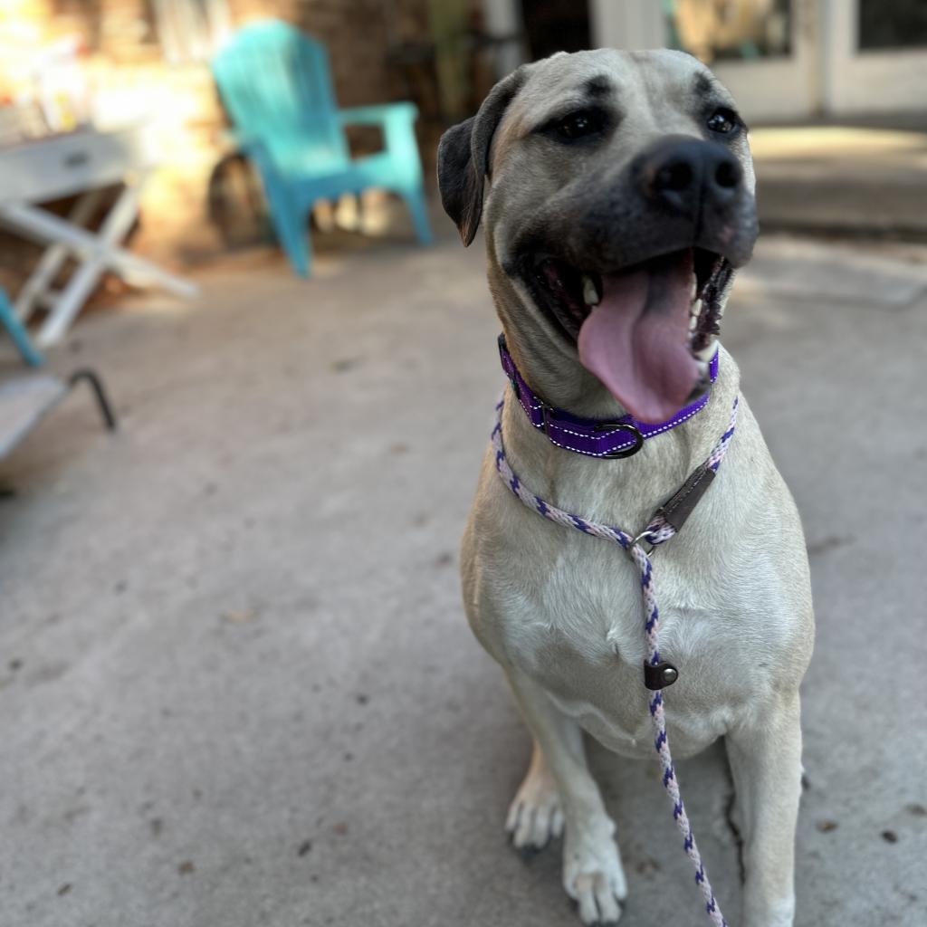 Ash, a Adoptable mixed breed in Dallas, TX image 1/4