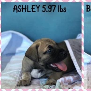 Ash, a Adoptable mixed breed in Dallas, TX image 2/4