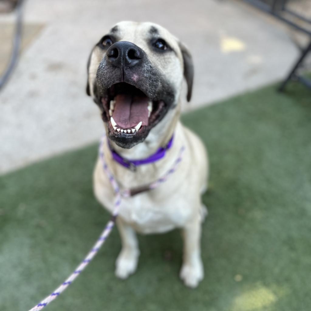 Ash, a Adoptable mixed breed in Dallas, TX image 3/4