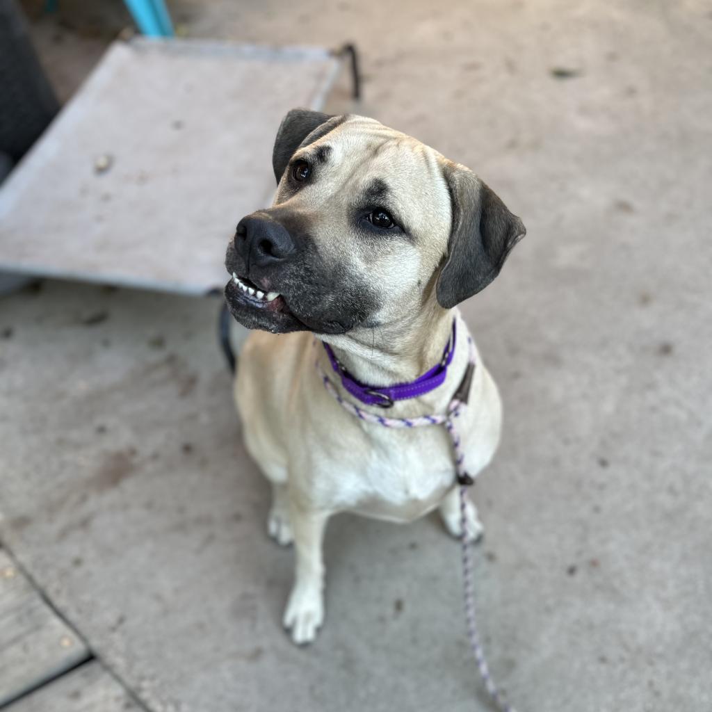 Ash, a Adoptable mixed breed in Dallas, TX image 4/4