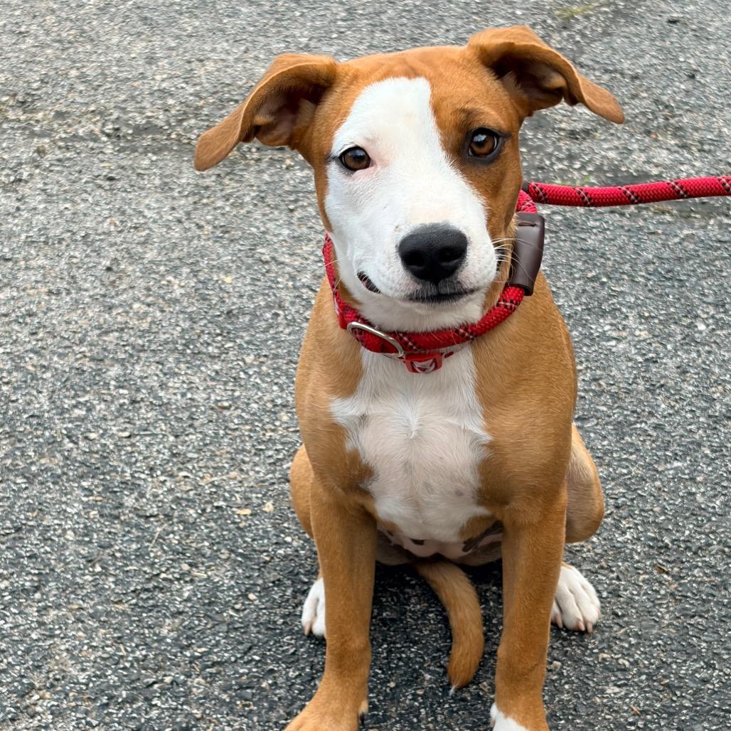 Peaches, a Adoptable Mixed Breed in Pineville, MO image 2/5