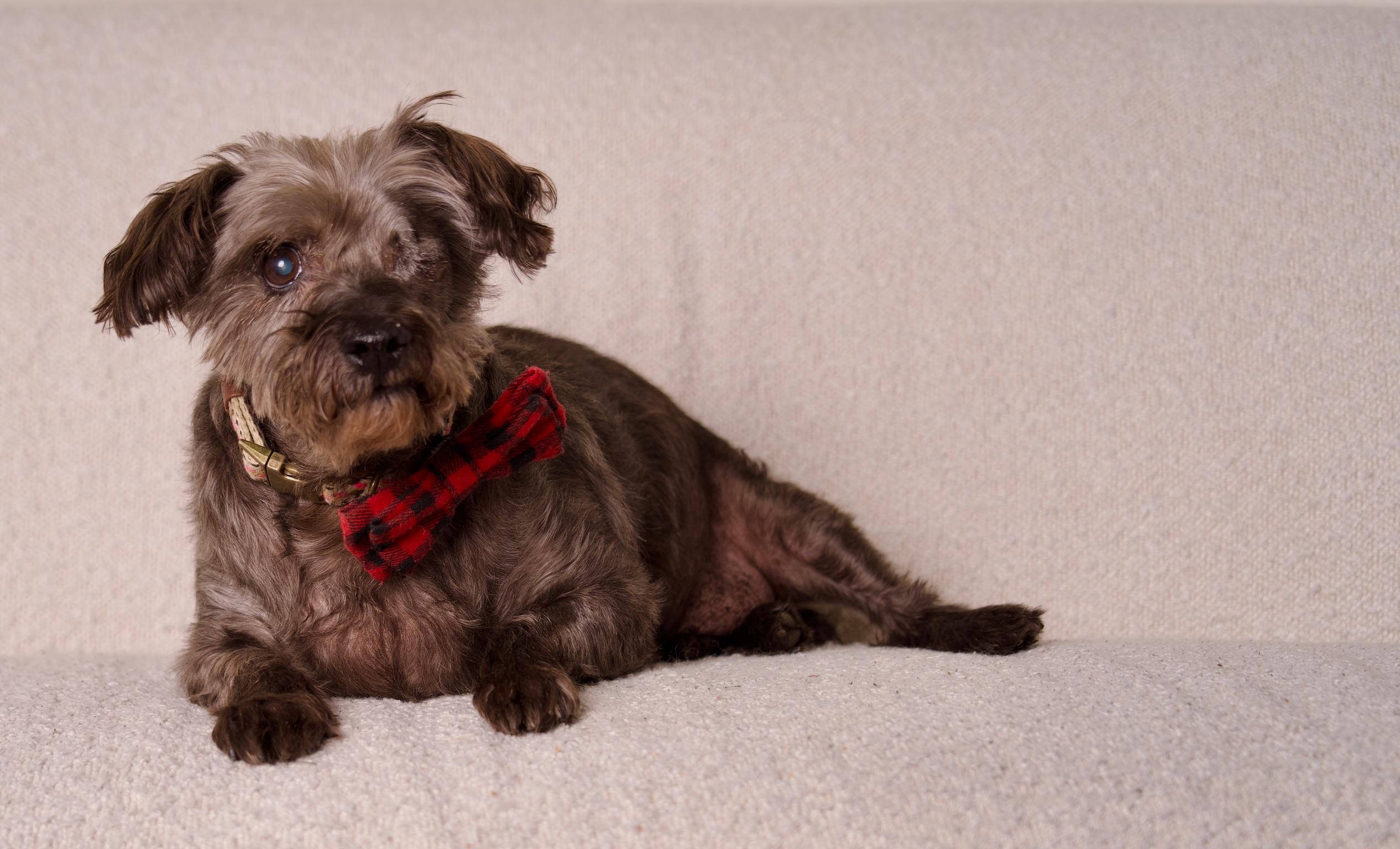 King, Adoptable, Senior Male Terrier.