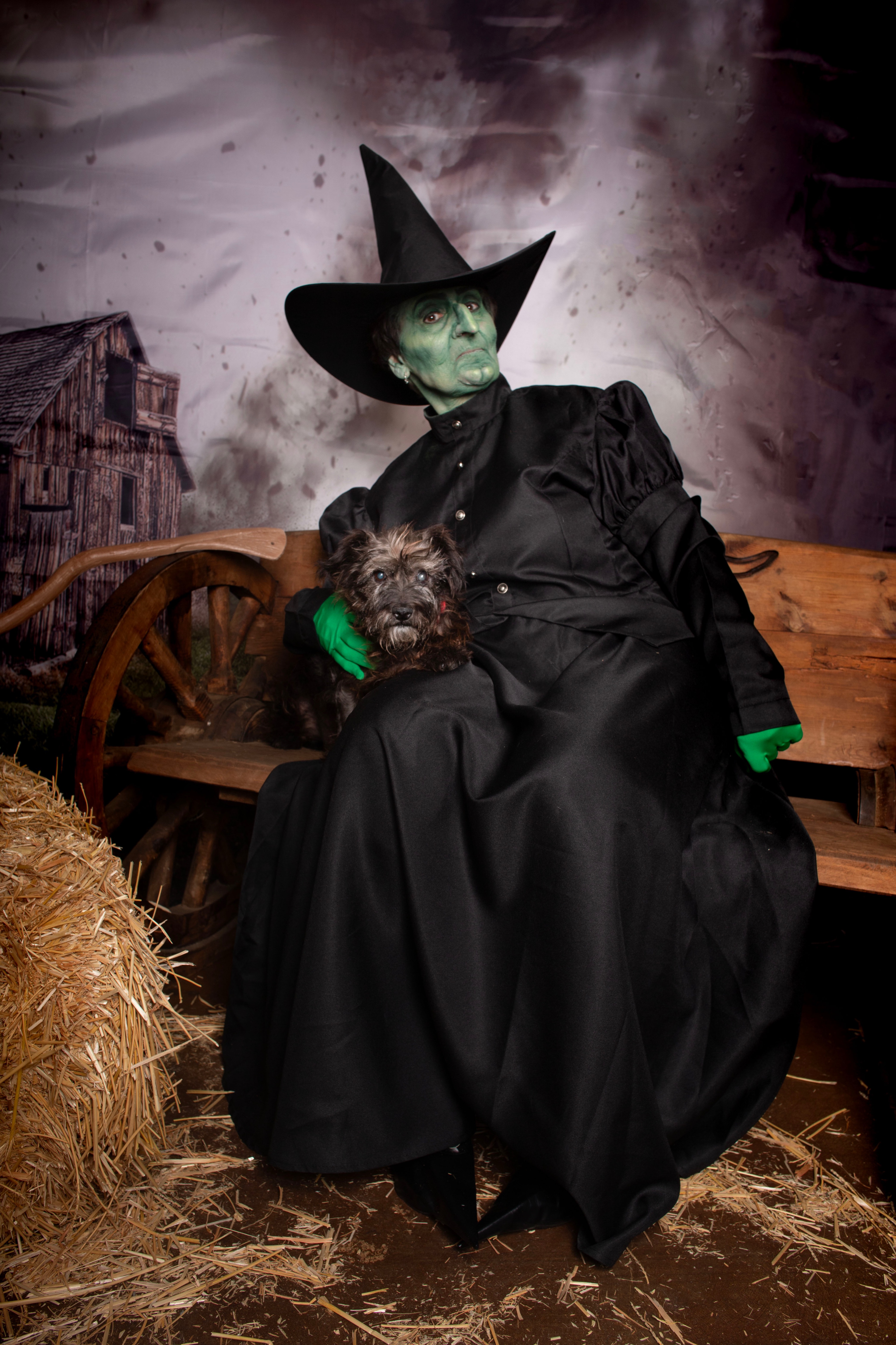 King, a Adoptable Terrier in Riverside, CA image 3/6