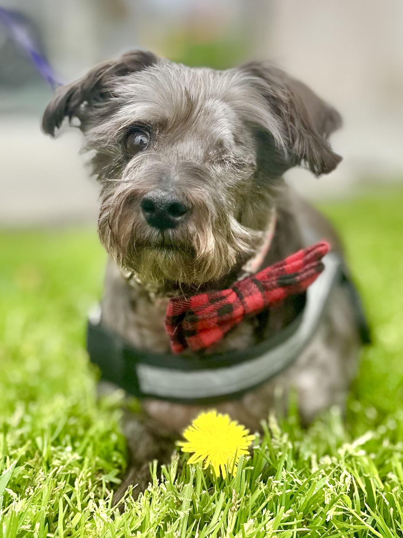 King, a Adoptable Terrier in Riverside, CA image 2/6