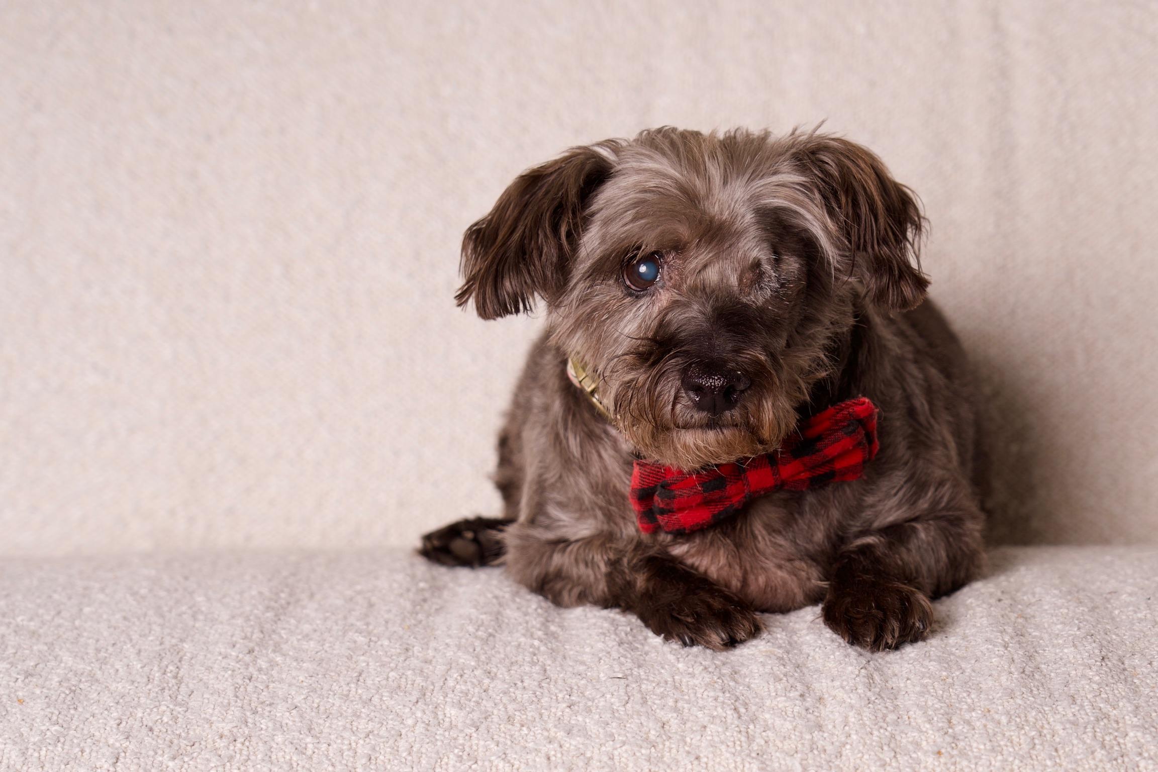King, a Adoptable Terrier in Riverside, CA image 6/6