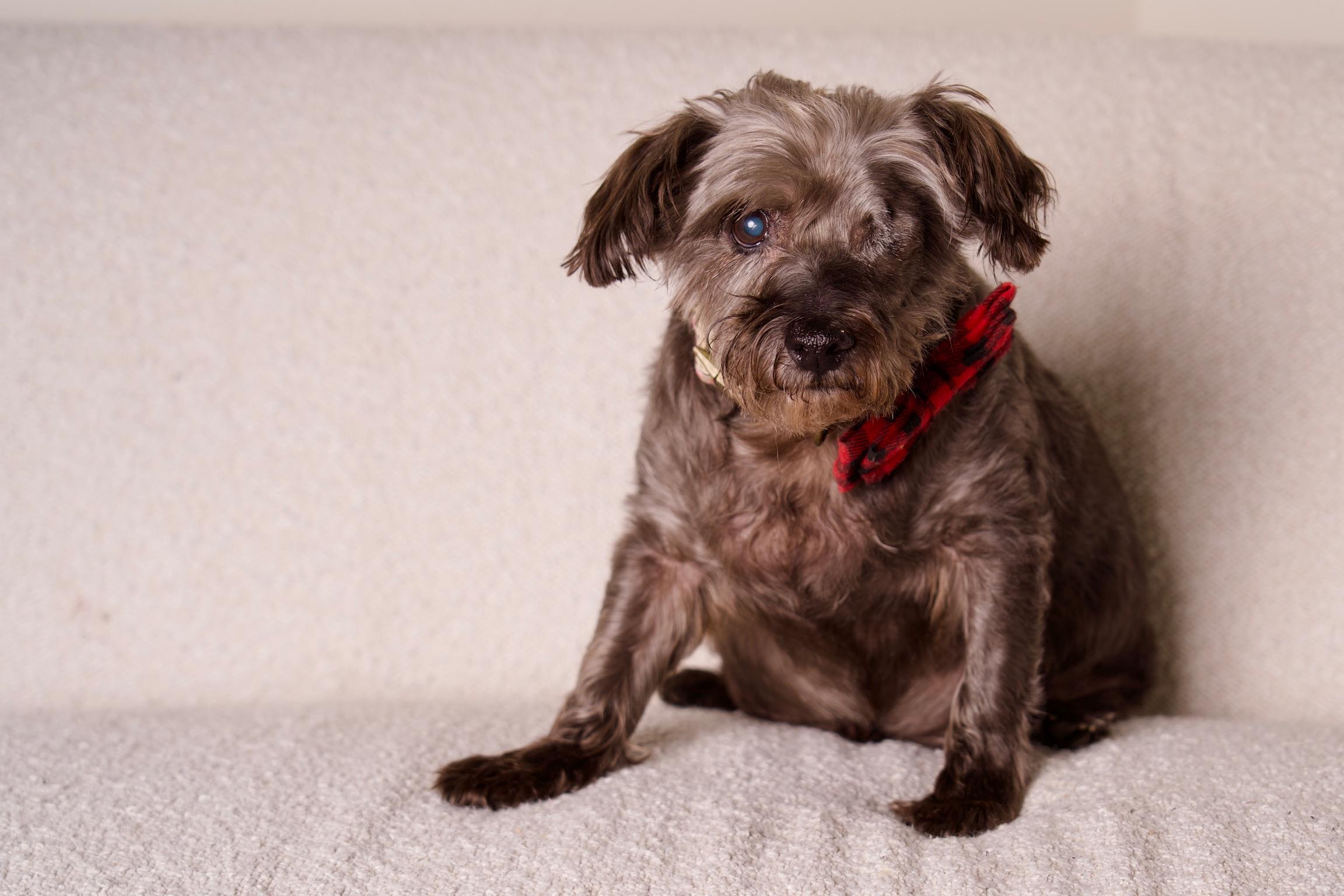 King, a Adoptable Terrier in Riverside, CA image 4/6