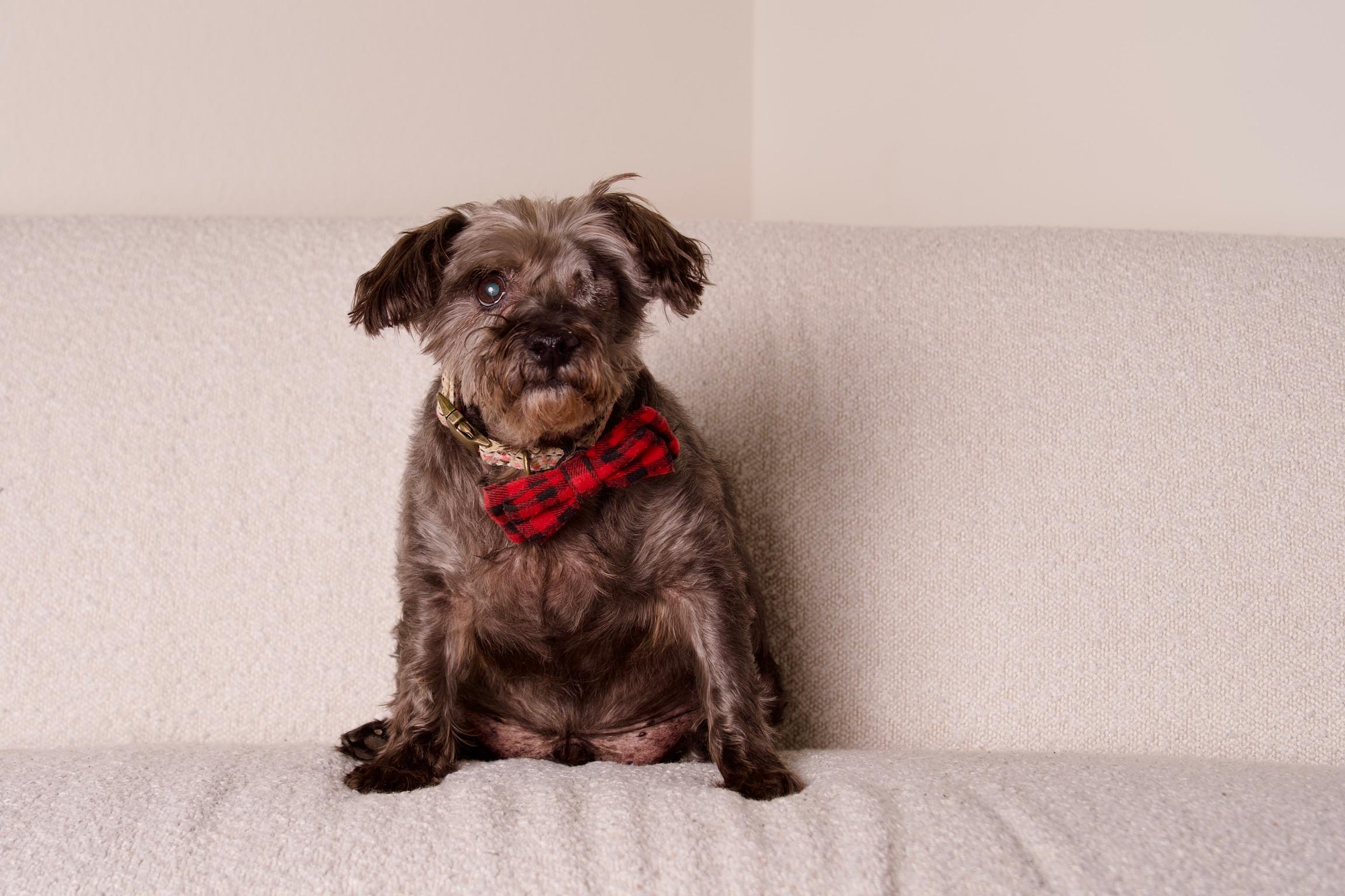 King, a Adoptable Terrier in Riverside, CA image 5/6