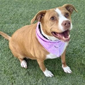 Leyla, Adoptable, Senior Female Pit Bull Terrier.