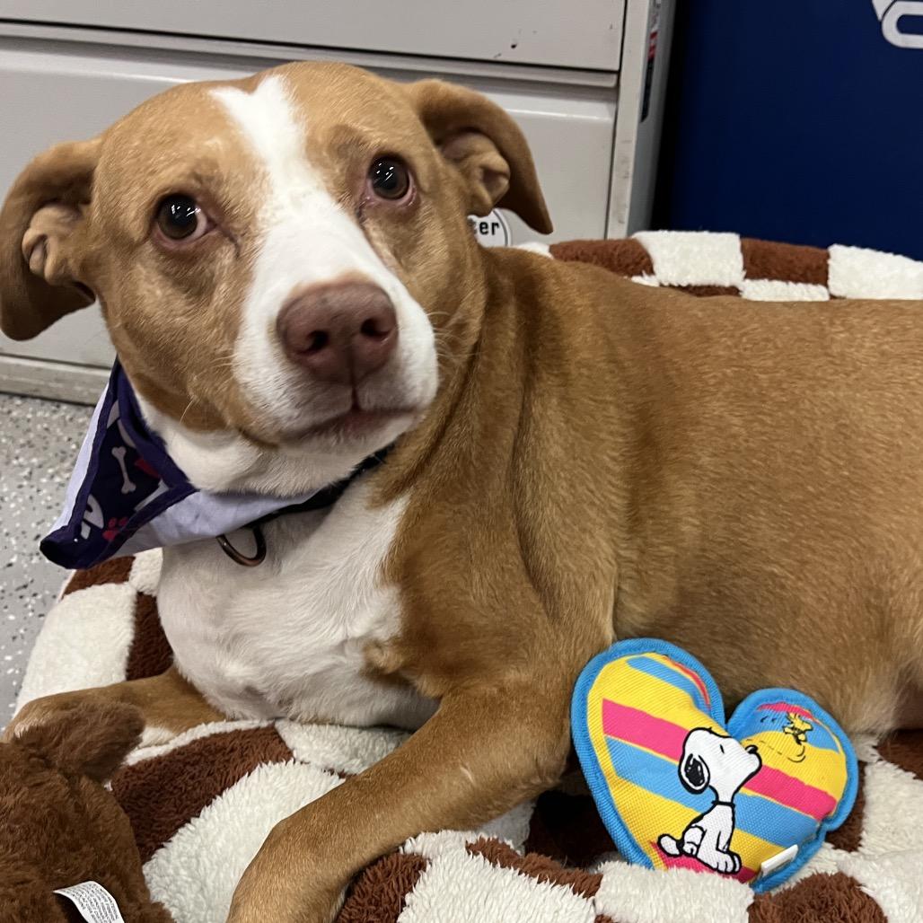 Enlarge Leyla, a Adoptable Pit Bull Terrier in Henderson, NV image 2/6