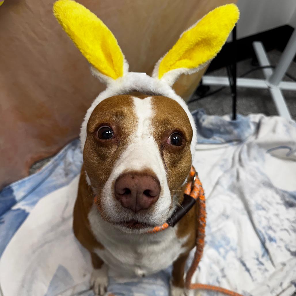 Leyla, Adoptable, Senior Female Pit Bull Terrier.