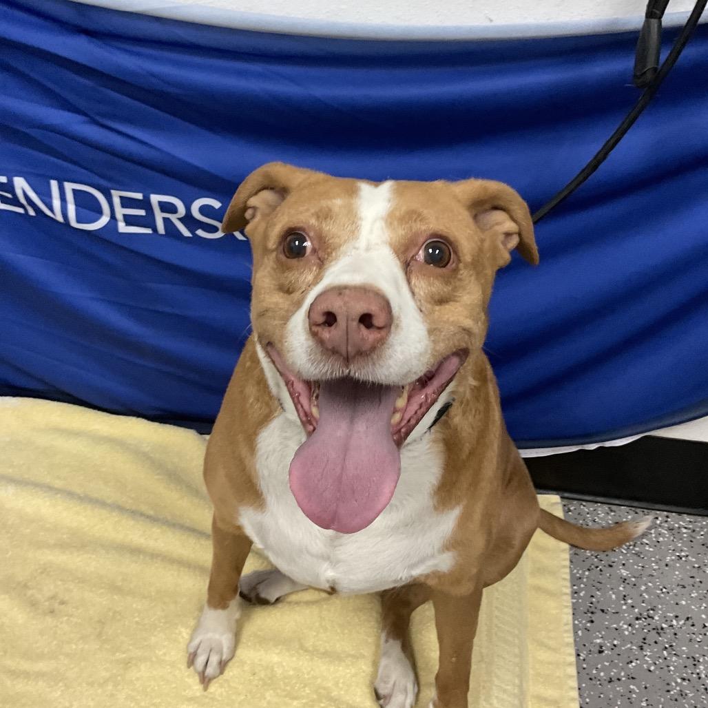 Enlarge Leyla, a Adoptable Pit Bull Terrier in Henderson, NV image 2/2