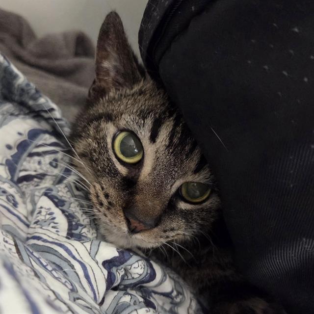 Enlarge SASSY, a Adoptable Domestic Short Hair in Centerville, MA image 1/1