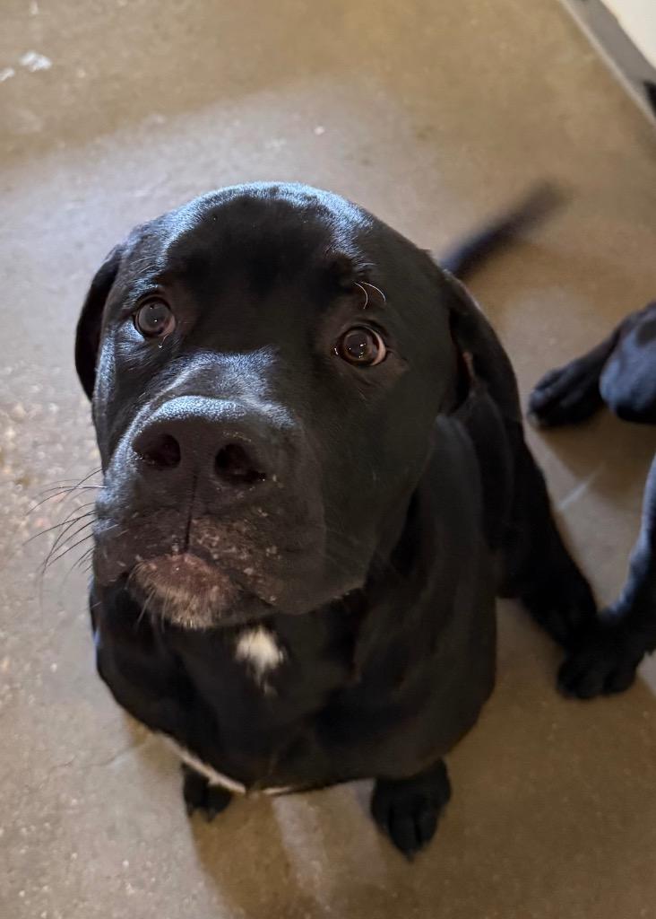 Enlarge Jeff, a Adoptable mixed breed in Belton, TX image 1/1