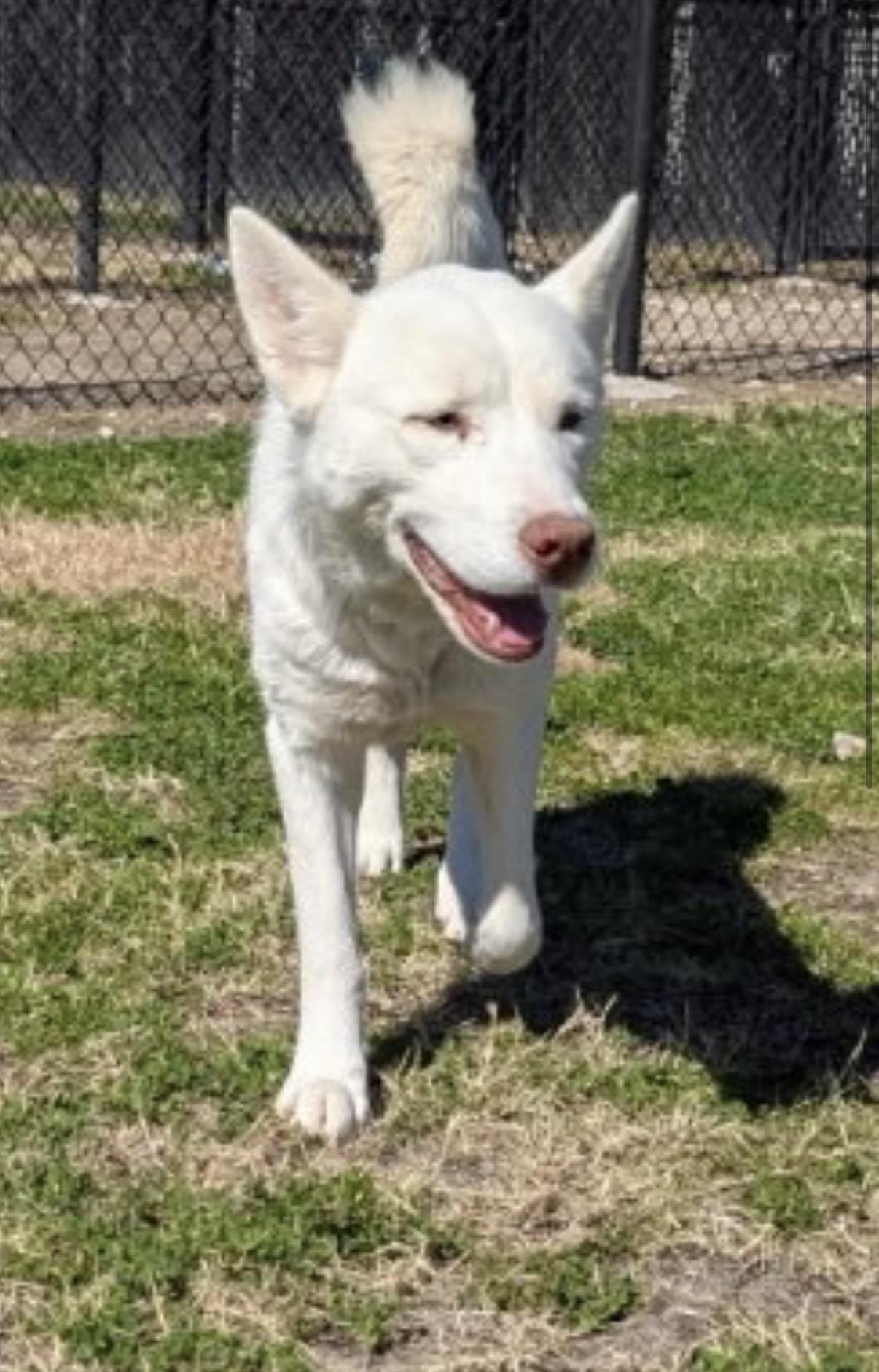 Enlarge Angel, a Adoptable mixed breed in Sumter, SC image 2/2