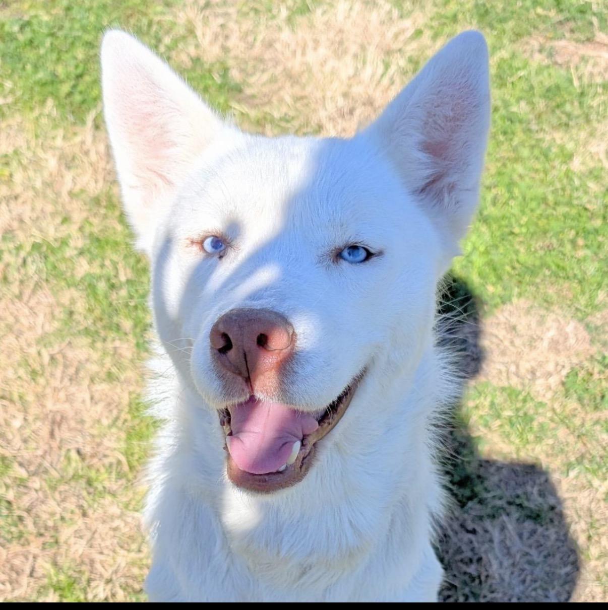 Enlarge Angel, a Adoptable mixed breed in Sumter, SC image 1/2