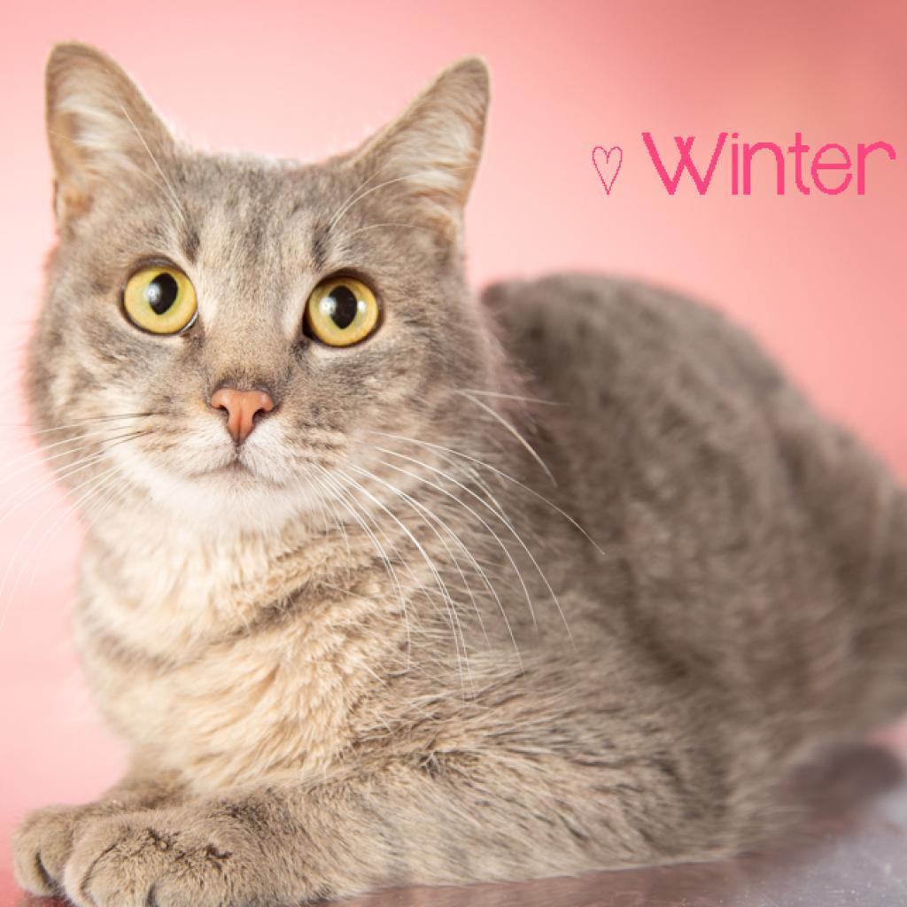 Enlarge Winter, a Adoptable Domestic Short Hair in Springfield, MO image 2/3