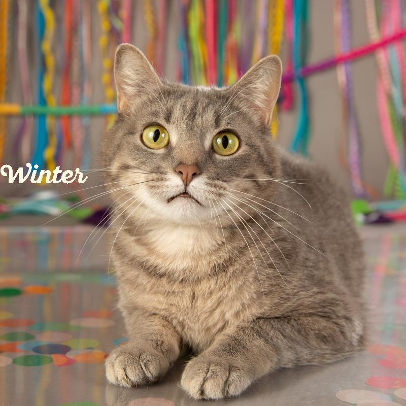 Enlarge Winter, a Adoptable Domestic Short Hair in Springfield, MO image 3/3