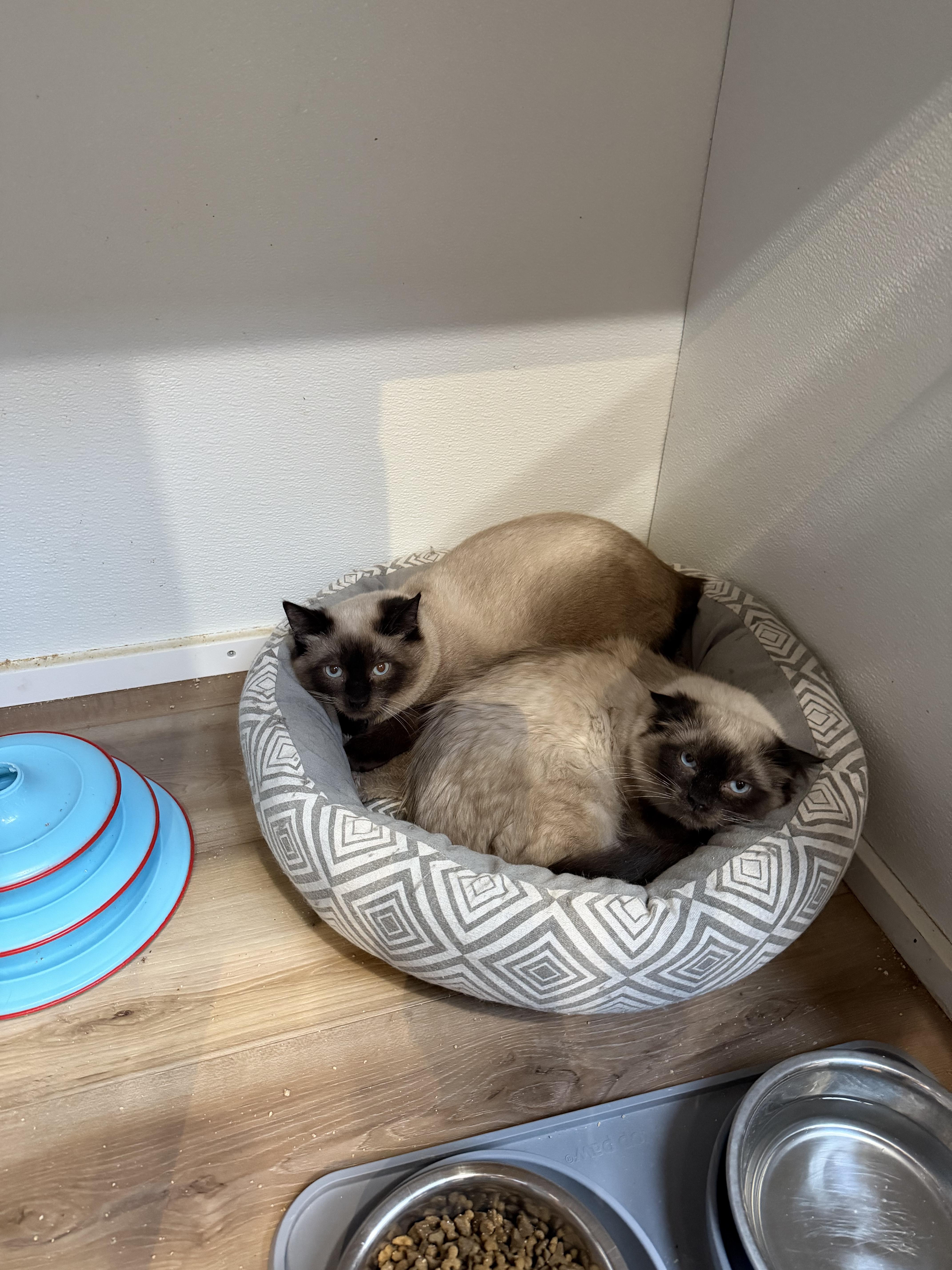 Enlarge Chess & Checkers, a ADOPTABLE Domestic Medium Hair in Courtenay, BC image 2/2