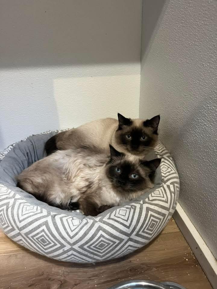 Enlarge Chess & Checkers, a ADOPTABLE Domestic Medium Hair in Courtenay, BC image 1/2