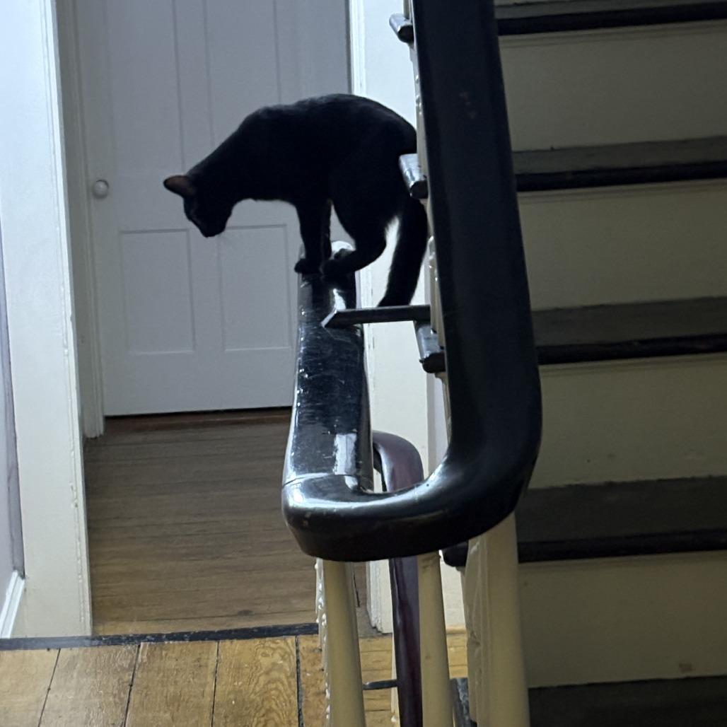 Licorice, Adoptable, Young Male Domestic Short Hair.